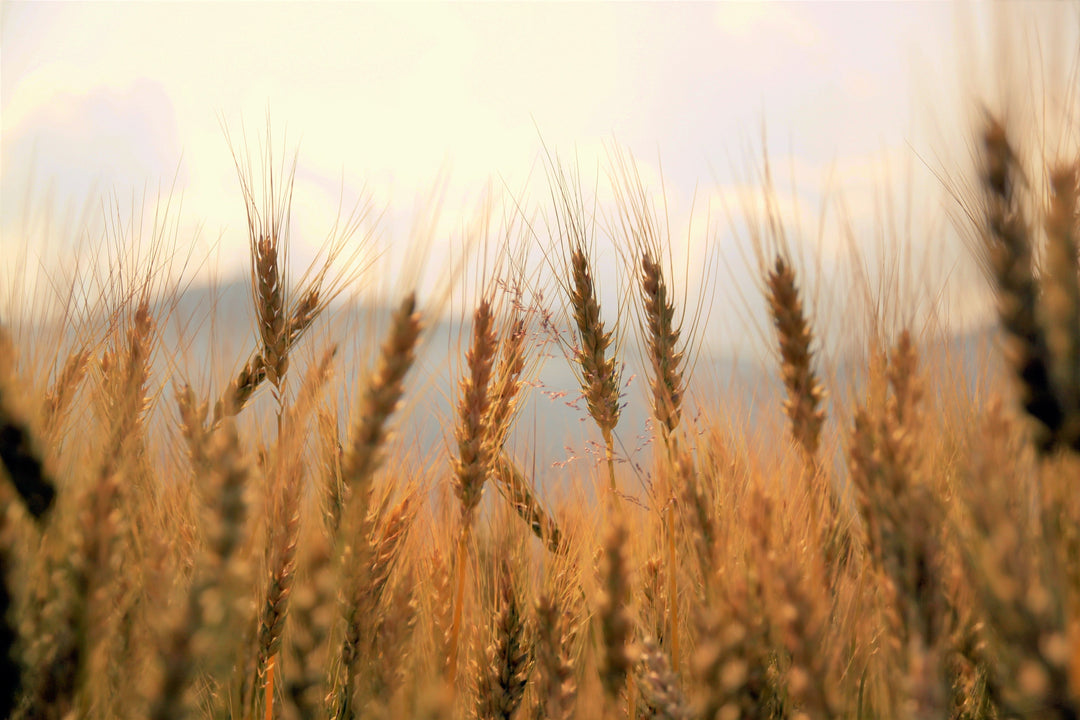 Fighting Forever Chemicals: How Beta-Glucan May Help Clear PFAS