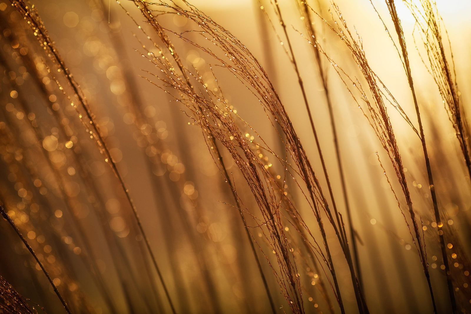 Why Beta-Glucan Is The Best Soluble Fibre For Lowering Cholesterol Naturally