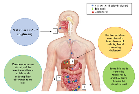 diagram of how nutrastat fiber supplement works to improve gut health