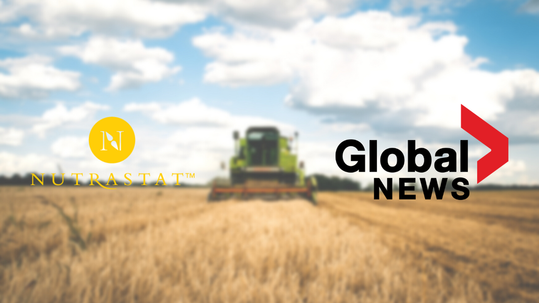 global news piece about nutrastat fiber supplement