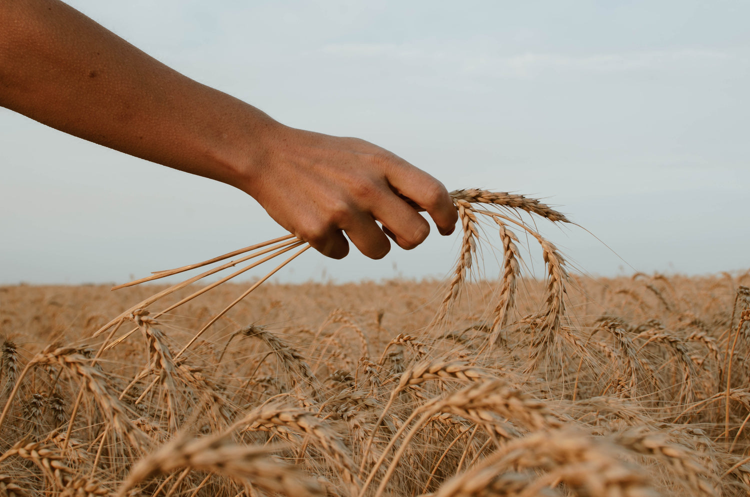 hand holding barley grain in a field of barley grain