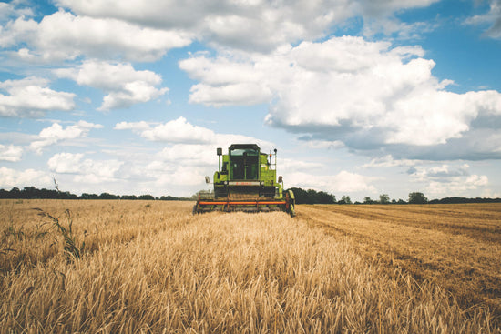 combine harvesting barley grain